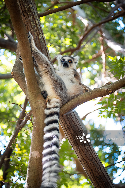 环尾狐猴栖息在树上——马达加斯加安加保护区图片素材