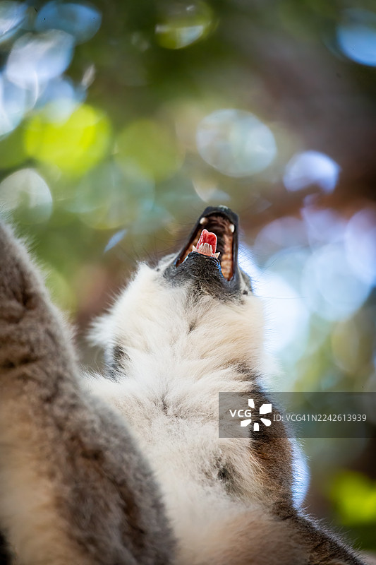 环尾狐猴栖息在树上 – 马达加斯加安贾保护区图片素材