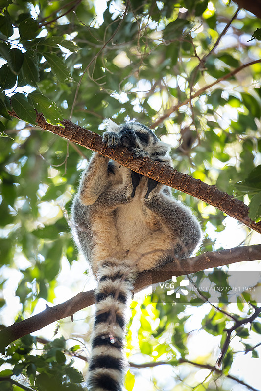 环尾狐猴栖息在树上——马达加斯加安加保护区图片素材