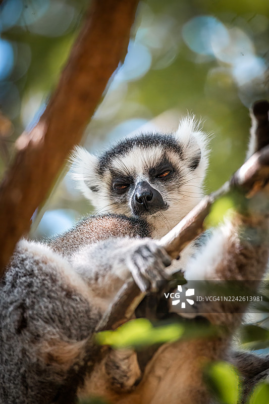 环尾狐猴栖息在树上——马达加斯加安雅保护区图片素材