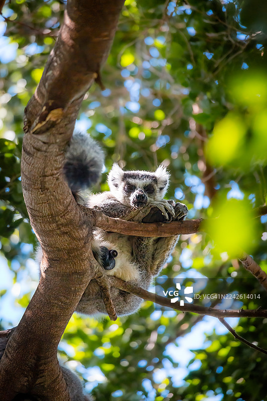 环尾狐猴栖息在树上——马达加斯加安贾保护区图片素材