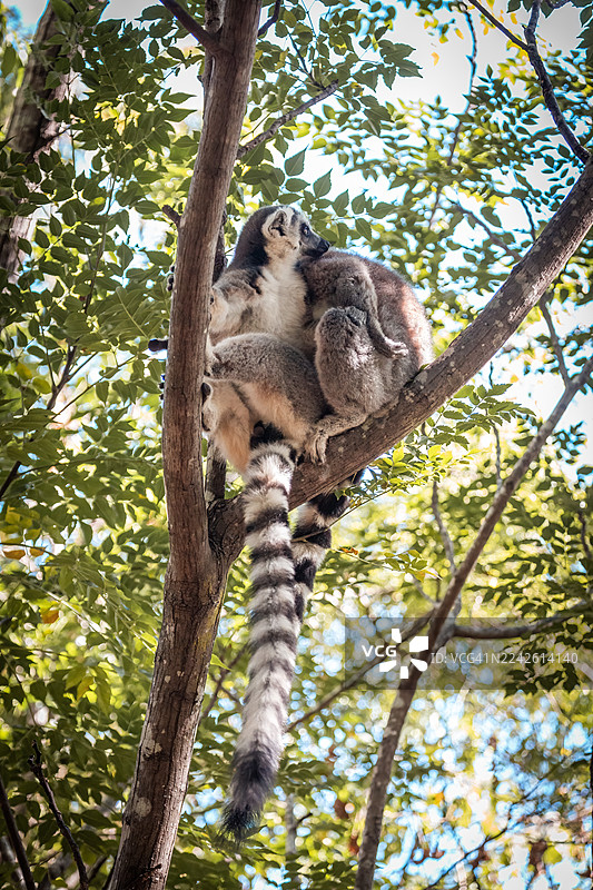 环尾狐猴栖息在树上——马达加斯加安贾保护区图片素材