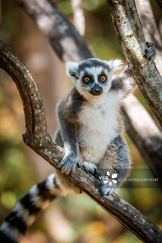 栖息在树上的环尾狐猴 – 马达加斯加安贾保护区图片素材