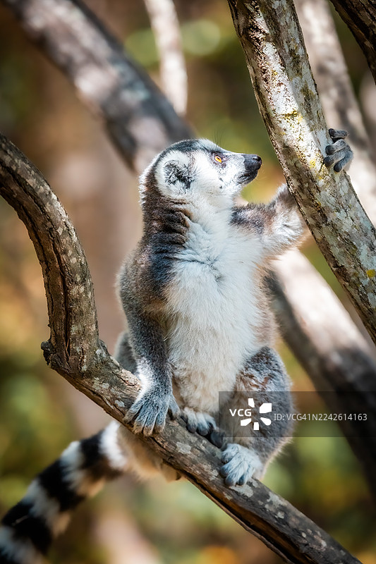 环尾狐猴栖息在树上——马达加斯加安贾保护区图片素材