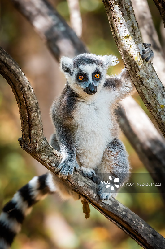 环尾狐猴栖息在树上 – 马达加斯加安加保护区图片素材