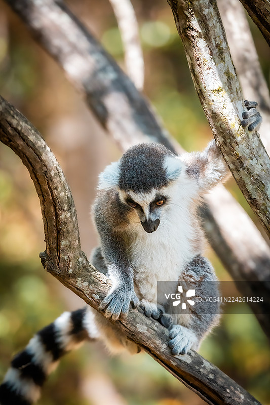 环尾狐猴栖息在树上——马达加斯加安雅保护区图片素材