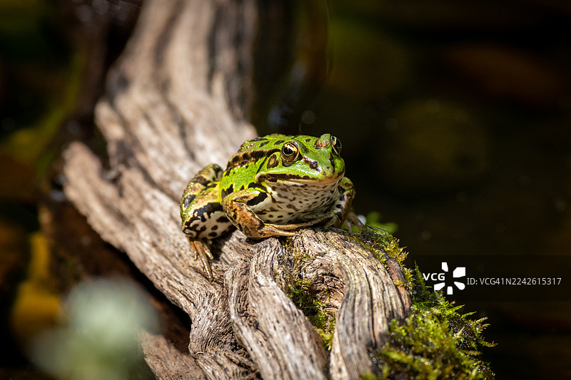 一只绿色的青蛙坐在一根枯树枝上图片素材