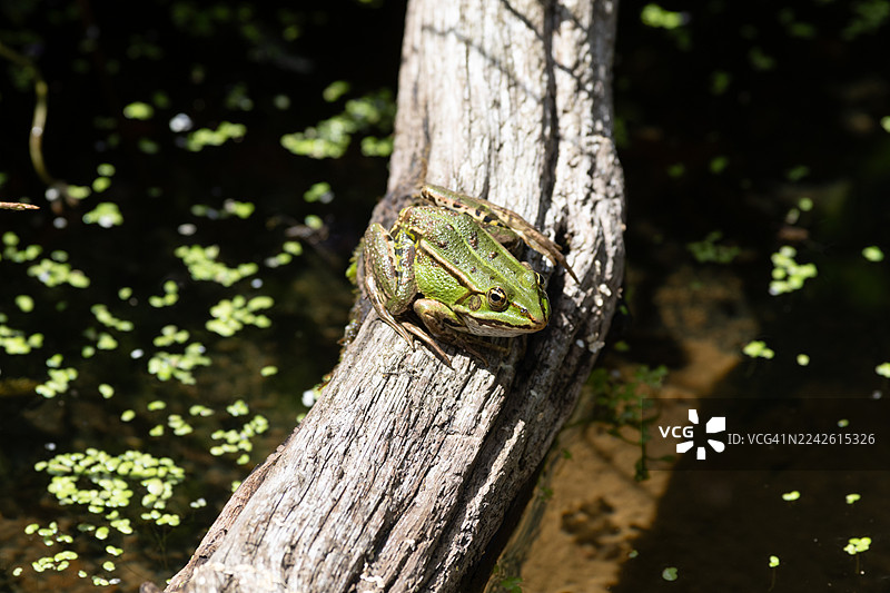 一只绿色的青蛙坐在一根枯树枝上图片素材