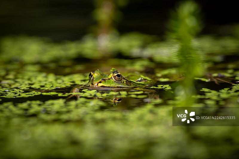 池塘中青蛙与水生植物的特写图片素材
