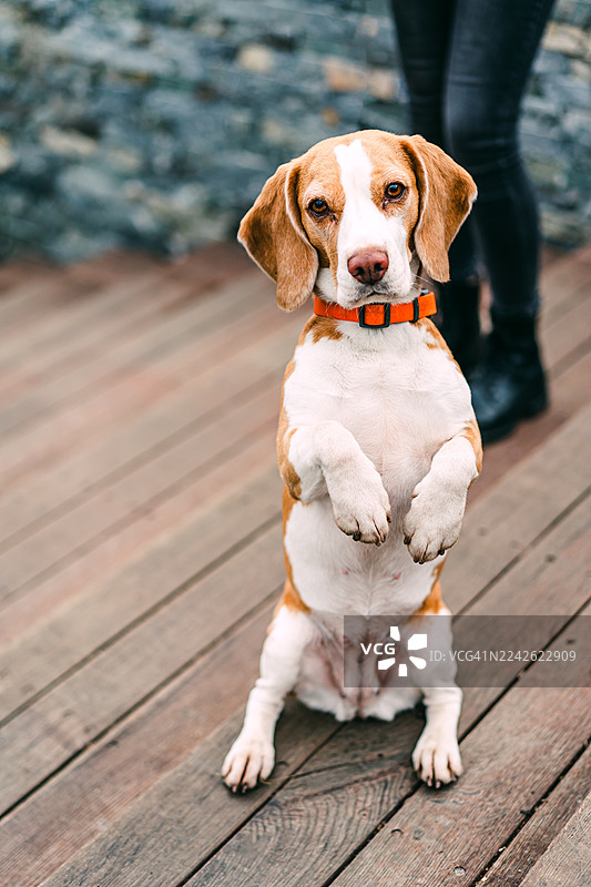 一只可爱的小猎犬，表情好奇地站在木制甲板上图片素材