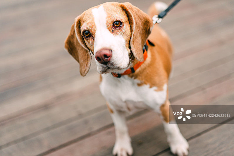 可爱的比格犬站在木制甲板上图片素材