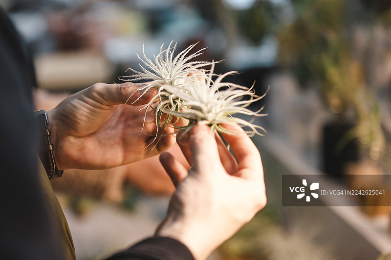 男人的手在本地园艺市场拿着空气凤梨图片素材
