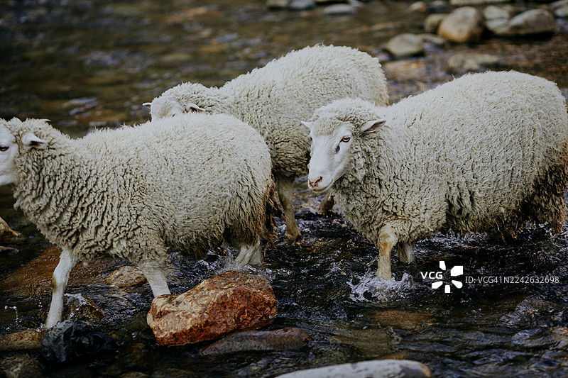 羊群在日落时分过河图片素材