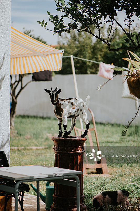 阳光明媚的后院里，一只山羊站在基座上，旁边还有一只迷你猪。图片素材