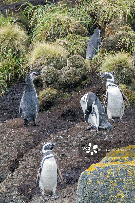麦哲伦企鹅在巢穴洞中图片素材