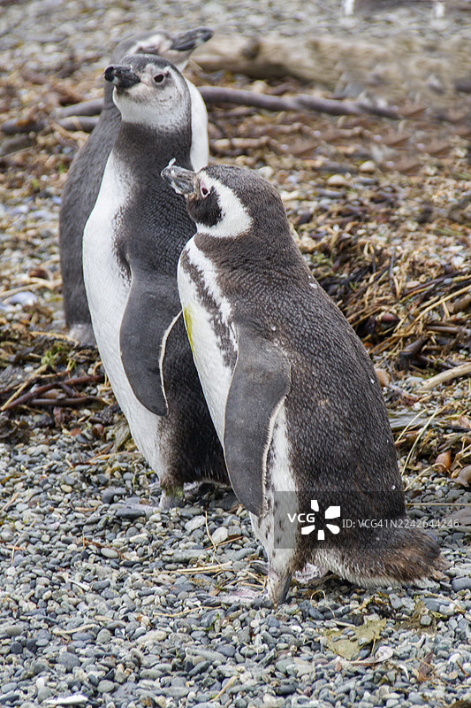 麦哲伦企鹅图片素材