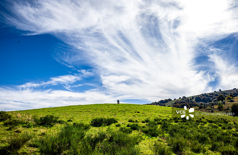 山坡上开满了紫色番红花，这是该地区特有的秋季花卉。图片素材