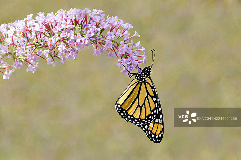 帝王蝶停在蛺蝶花上图片素材