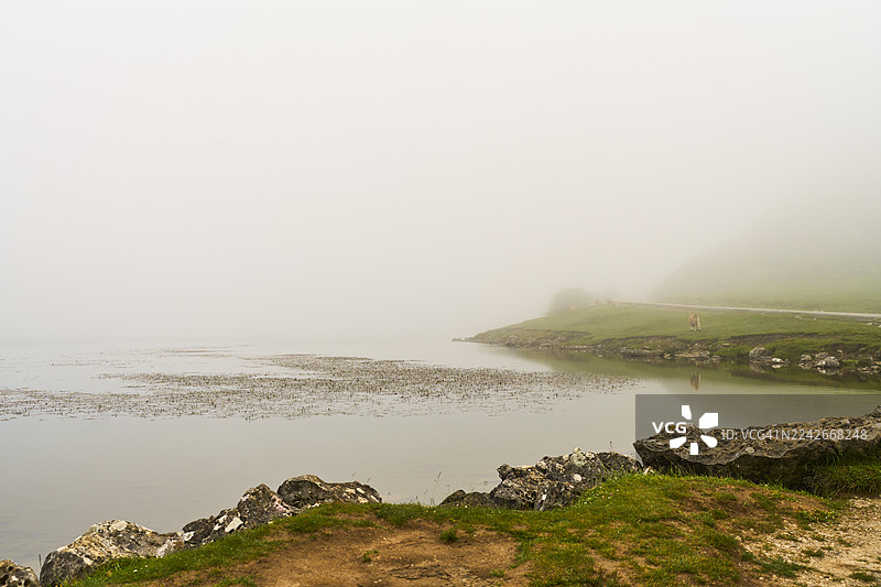 雾笼罩着宁静的湖面，一头牛在悠闲地吃草图片素材