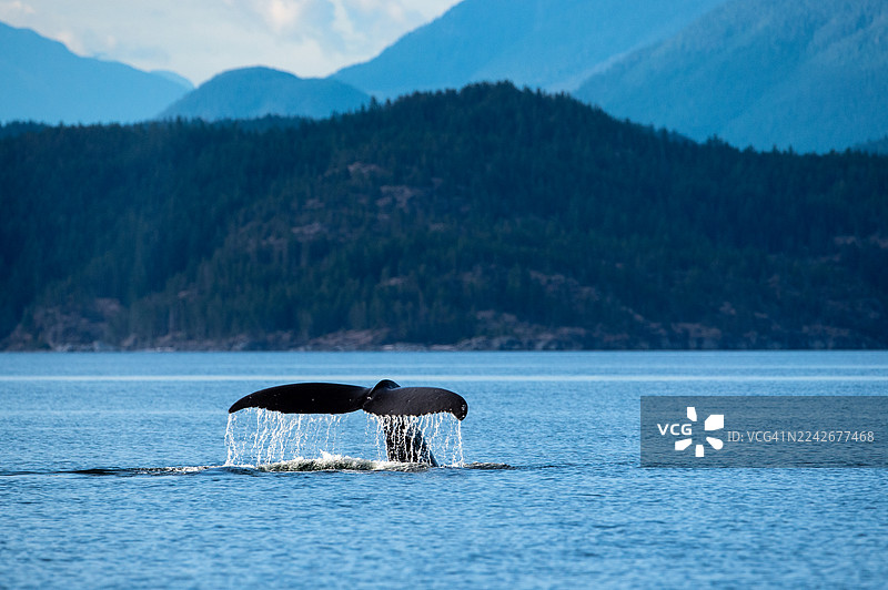 座头鲸尾鳍，苏蒂尔海峡，坎贝尔河，不列颠哥伦比亚省，加拿大图片素材