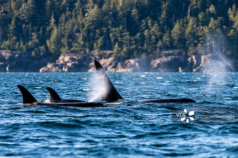 加拿大不列颠哥伦比亚省温哥华岛电报湾附近的约翰斯通海峡的北方定居虎鲸图片素材