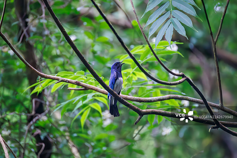 蓝喉太阳鸟，Cyanoptila cyanomelana。一只快乐的蓝色小鸟在泉水中沐浴。野鸟。观鸟，日本山梨县富士吉田市大保罗泉 - 2025图片素材