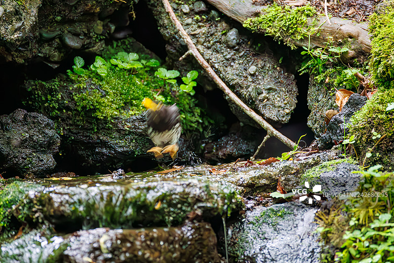 日本灰鸫，Turdis cardis。在泉水中沐浴。野生鸟类。观鸟，日本山梨县富士吉田市大门泉水。- 2025图片素材