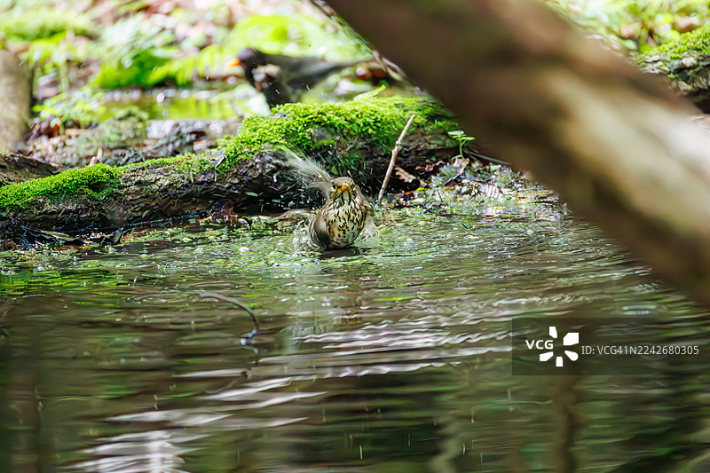 日本灰鸫（Turdus cardis）在日本山梨县富士吉田市大菩泉（Oobora spring）的泉水中沐浴。野鸟。观鸟。- 2025图片素材