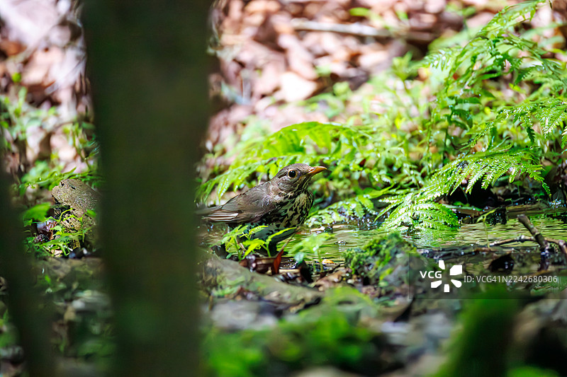 日本褐鸫（Turdus cardis）在涌泉中沐浴。野生鸟类。观鸟，日本山梨县富士吉田市大泊泉 - 2025图片素材