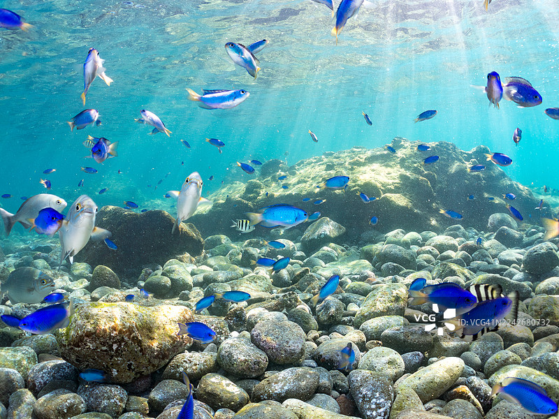 鹦鹉鱼、斑鲹、条纹海雀、黄鳍海雀、黑鳍海雀等鱼群。静冈县南伊豆町中木港平矶海滩。图片素材