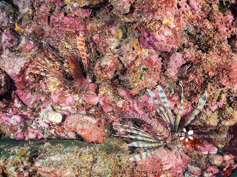 红狮子鱼，飞翔的狮子鱼。及其他。鱼群。日本静冈县伊豆半岛南伊豆町逢初海滩，中木港 - 2025图片素材