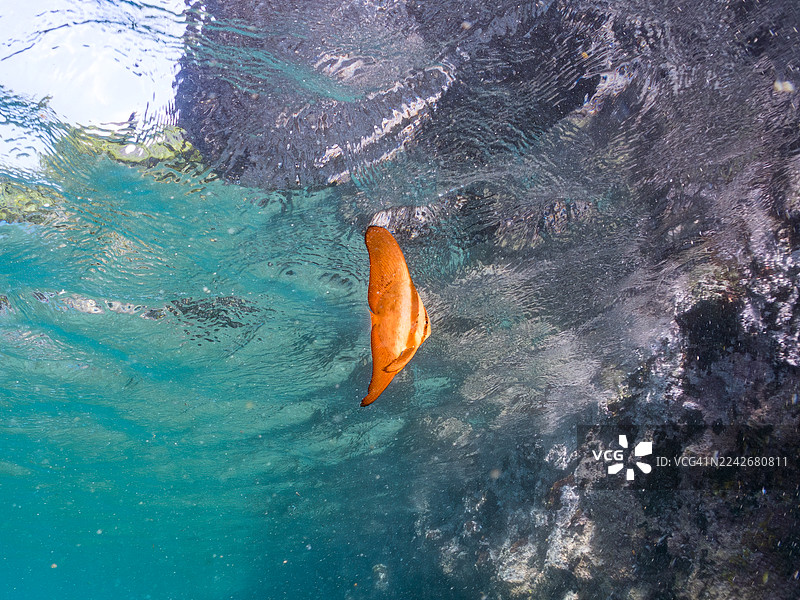 在日本静冈县伊豆半岛南伊豆町中木港 Hirizo 海滩拍摄的，一群美丽的圆鳍鱼幼鱼在水面游动的半水面摄影。图片素材