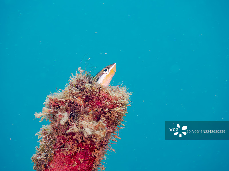 钢琴鱼,也称伪装鱼,学名长体前唇鲦。生活在管道中。日本静冈县伊豆半岛南伊豆町,弓滨海滩,中木港 - 2025图片素材