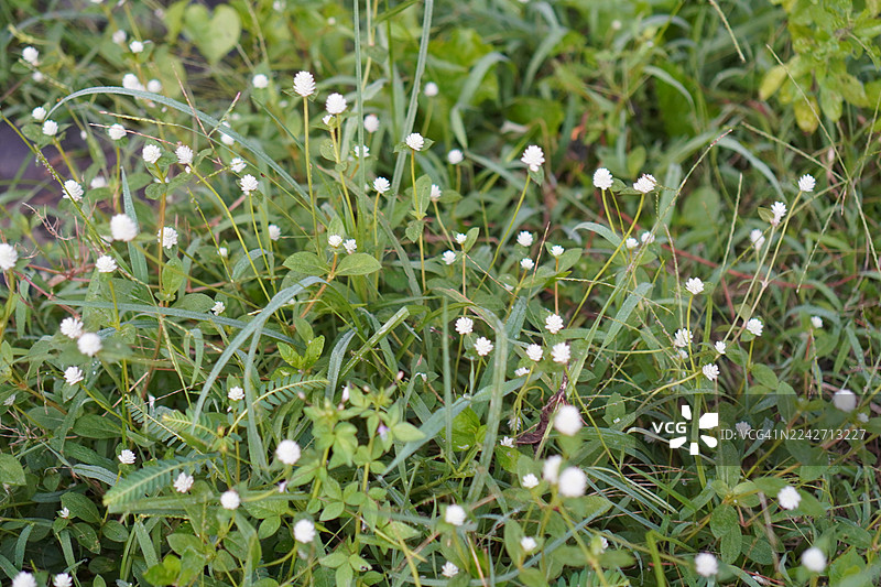 球状千日红，野生的永生球图片素材