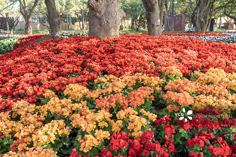 花园里盛开的美丽球根秋海棠（Begonia tuberhybrida）花朵。图片素材