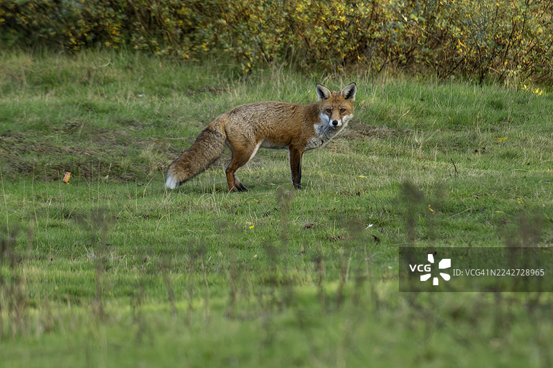英国的野生红狐在捕猎图片素材