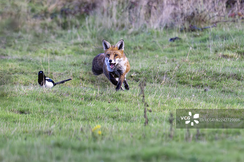 英国野生的红狐狸正在捕猎图片素材