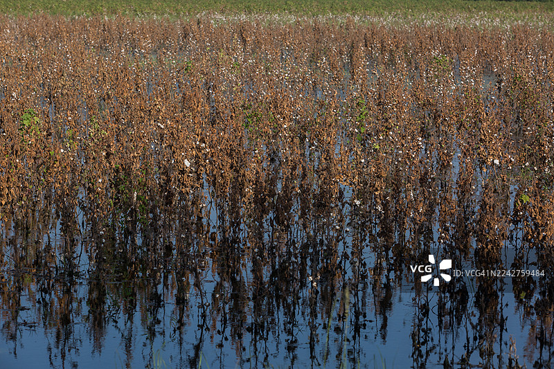 农场被洪水淹没的棉花植物图片素材