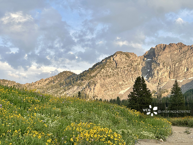 夏季野花在犹他州美国小科顿伍德峡谷阿尔塔的山区生长图片素材