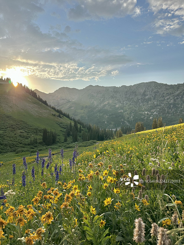 夏季在阿尔塔、小科顿伍德峡谷、犹他州、美国的高山上野花盛开图片素材