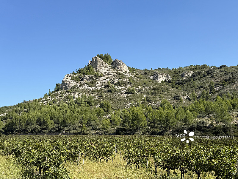 法国普罗旺斯-阿尔卑斯-蔚蓝海岸大区罗讷河口省圣雷米附近葡萄园里生长的葡萄藤图片素材