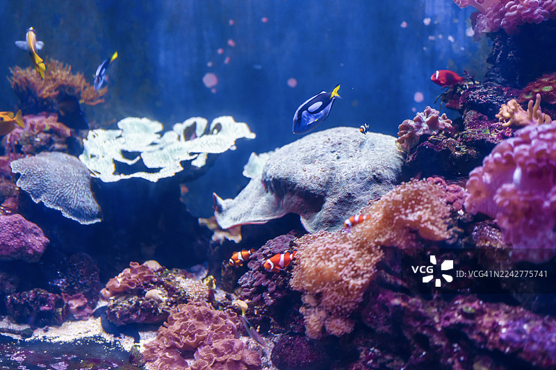 水族馆内热带鱼和珊瑚的特写图片素材