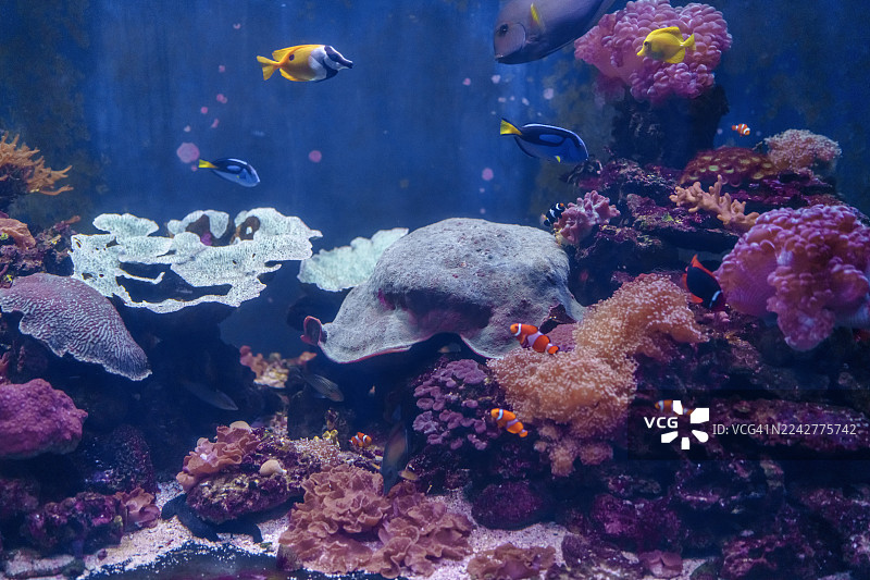 水族馆中热带鱼和珊瑚的特写图片素材