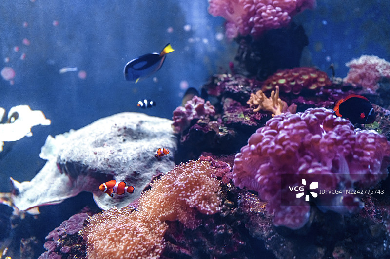 水族馆中热带鱼和珊瑚的特写图片素材