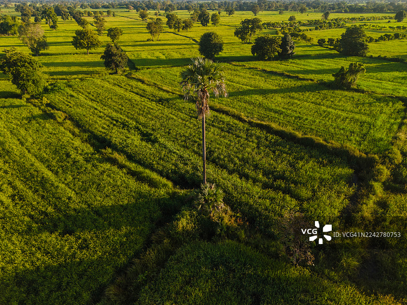 单棵棕榈树在郁郁葱葱的绿色农田景观中图片素材