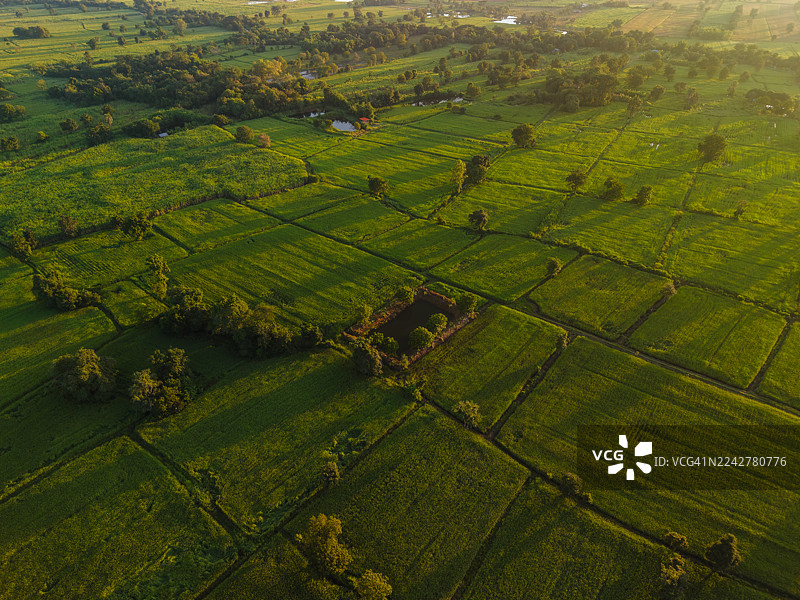 日出时绿色农田的鸟瞰图图片素材