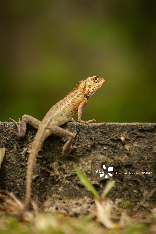 特写镜头，一只棕色的东方花园蜥蜴正站在街上。图片素材