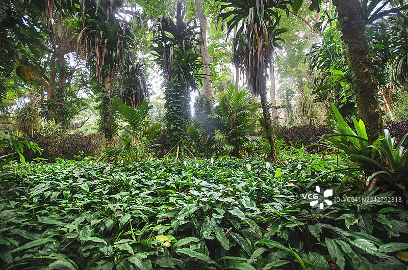 郁郁葱葱的热带雨林图片素材