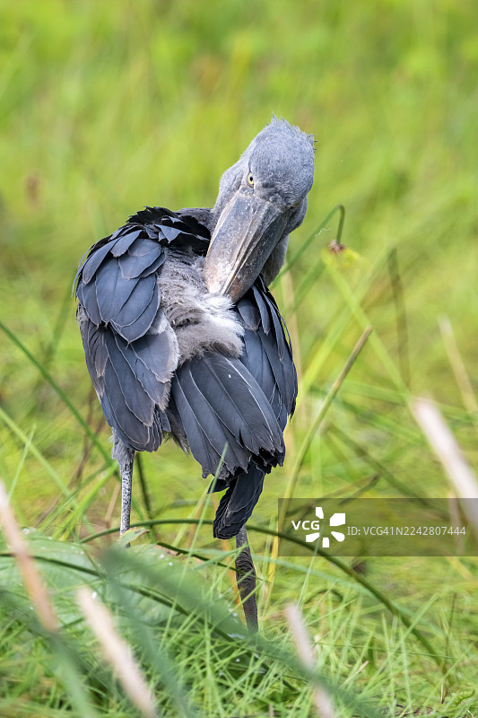 马弁鸟（Balaeniceps rex）在维多利亚湖马班巴沼泽，乌干达图片素材