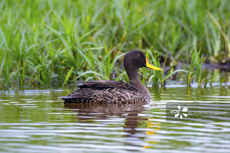 黄嘴鸭（Anas undulata）在维多利亚湖马班巴沼泽的水中游弋，乌干达图片素材